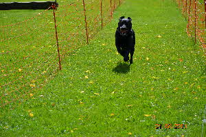 Picknick Vdh Hettenrodt 2011 159