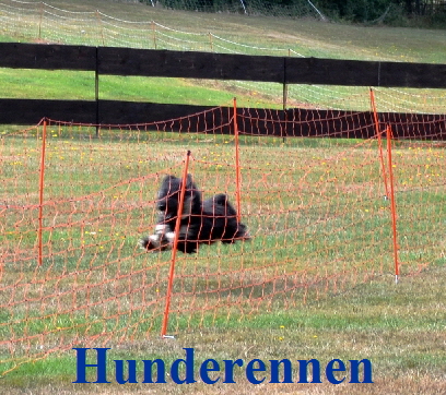 Hunderennen